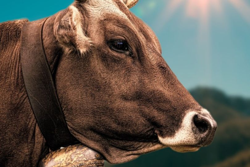 DNC mort de l'élevage traditionnel français